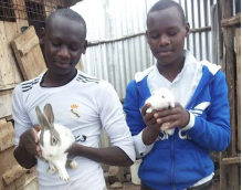 Jirani boys Rabbits